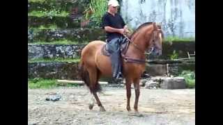 caballo zafiro de la tranquera