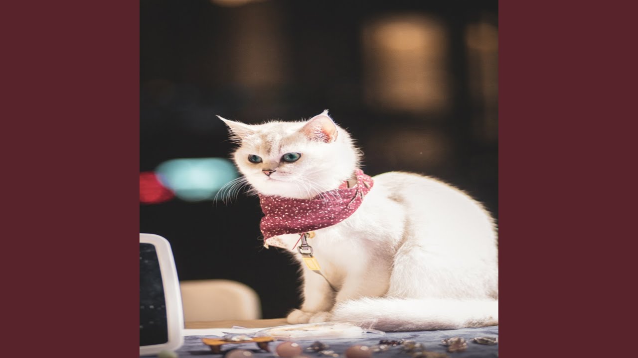 Watch Cat Jump on YouTube Watch Cat Jump on YouTube