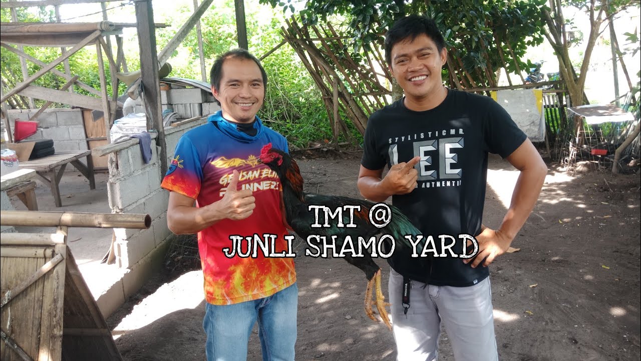 BUMISITA SA YARD 02 NI IDOL JUNLI SHAMO | IMPORTED AND AUTHENTIC JAPANESE SHAMO