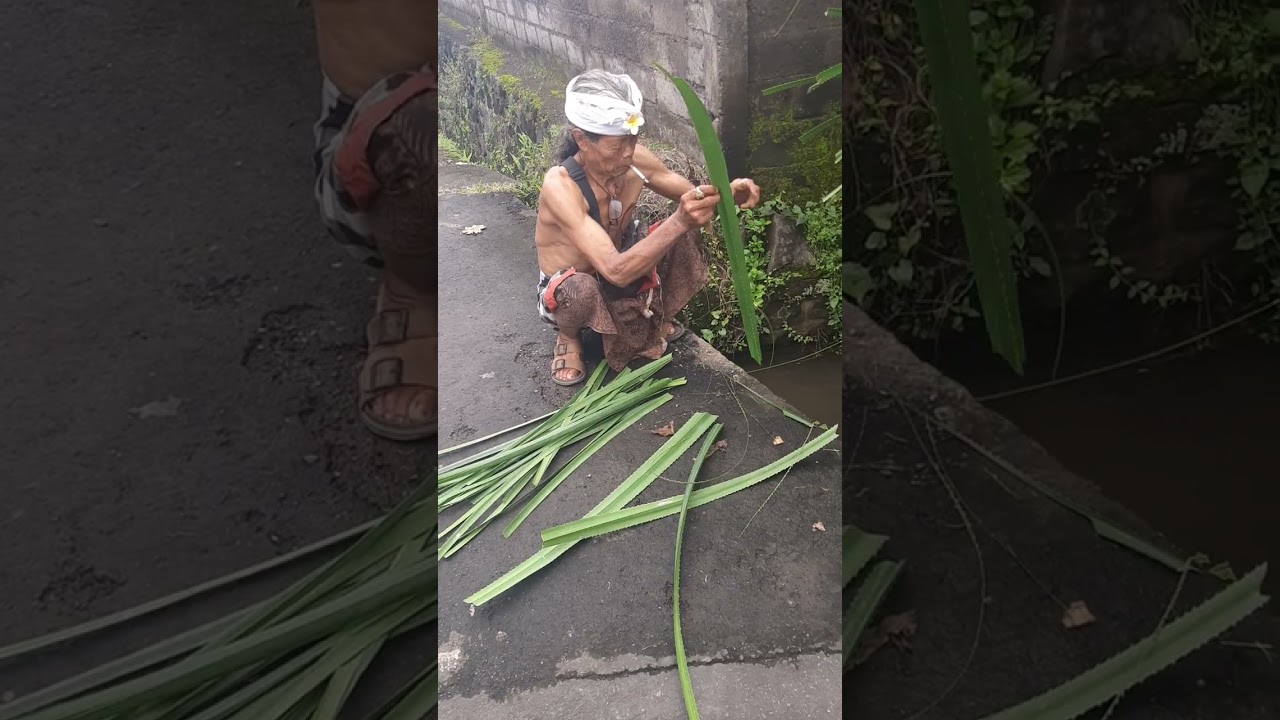 Ngambil daun pandan akan dianyam bikin tikar untuk upacara