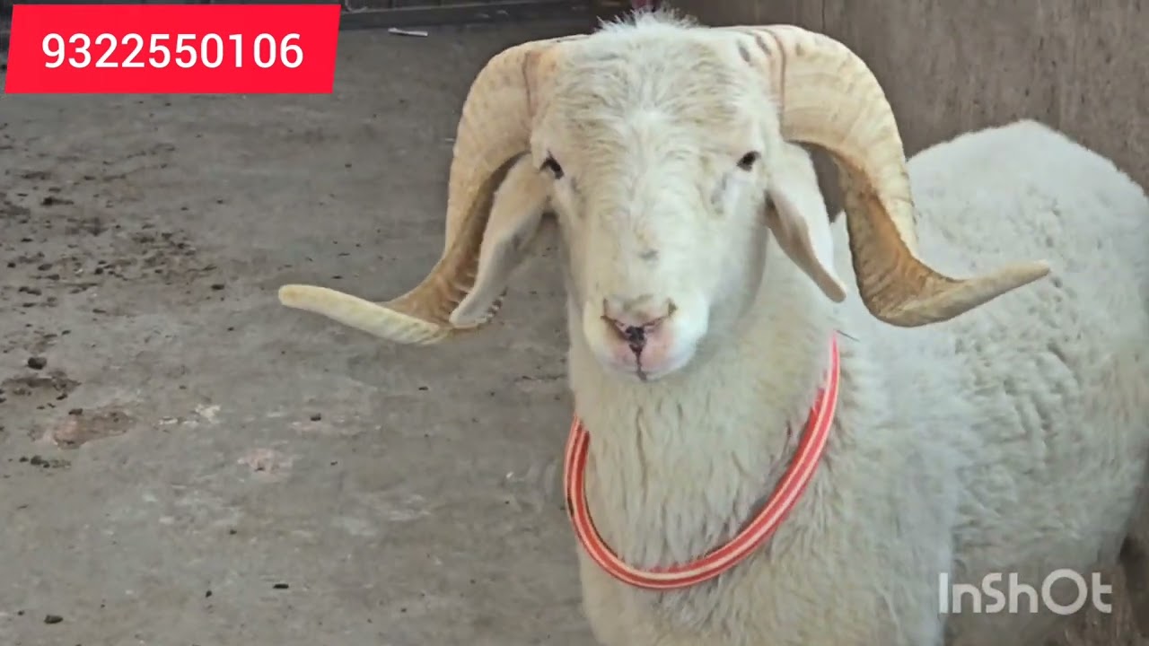 Masallah quality pathankoot 1daat 57;kg insallah 