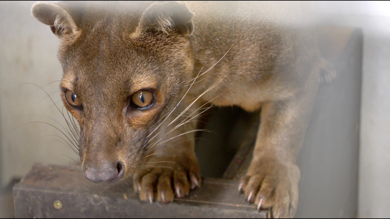 Kráľovstvo kde vládne lev Aslan
