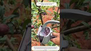 🍑 Portable Fruit Press: Fresh Juice Straight from the Tree