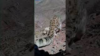 💥高原雪豹吃羊肉大餐！Plateau Snow Leopard #Animal 【跟着图尔去旅行】