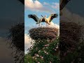 Тільки з тобою я буду щасливий 