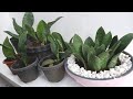 Need to Cut and Re-Plant Whale Fin Snake Plant / Sansevieria Masoniana for a Better Houseplant Decor