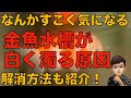 金魚水槽が白く濁る原因と対策について