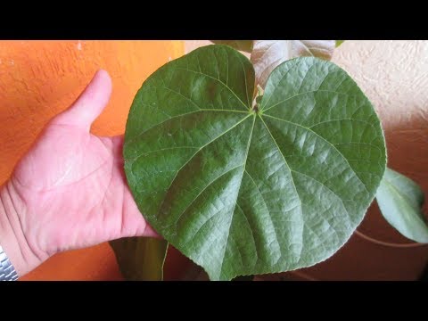 Video: ¿Qué tipo de árbol tiene hojas en forma de tulipán?