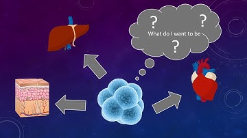 Polycomb Repressive Complex 2 (PRC2)