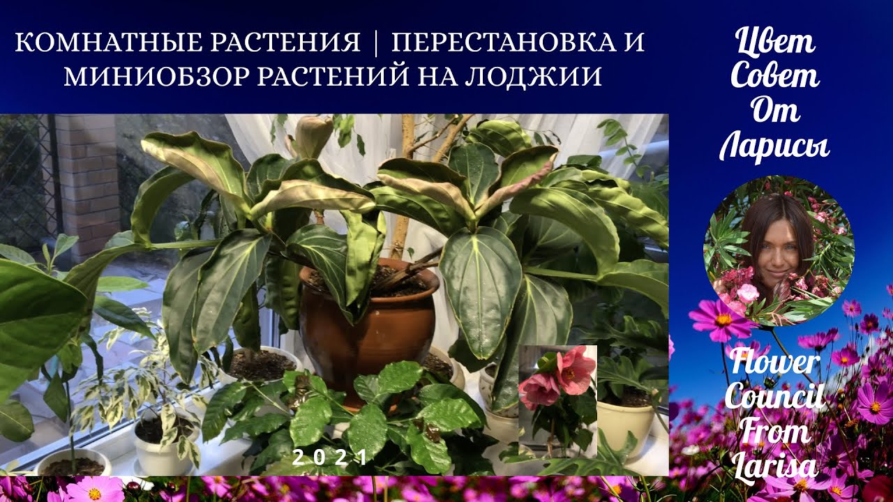 Цветочные советы от елены