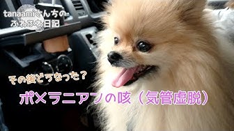 犬の咳 Youtube