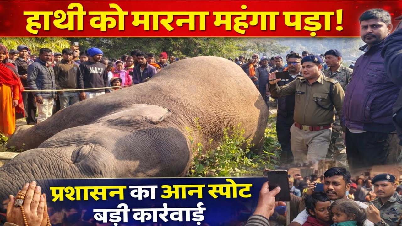 जंगली हाथी के साथ अभी अभी हुआ बड़ी घटना✓दहल उठा पूरा जंगल✓प्रशासन की ऑन स्पॉट बड़ी कार्रवाई 