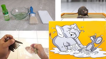 Cara paling mudah membersihkan lem tikus