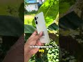 Oppo Reno 13 5G ram 12/256 GB