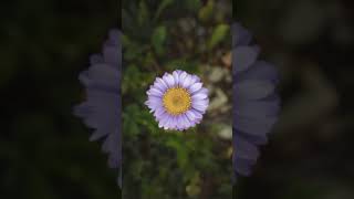 آيات من سورة الحجر - القارئ محمد الغزالي