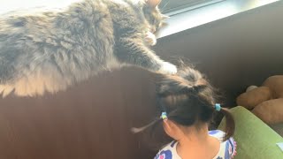 肉球を頭で感じる娘に困惑する猫　ノルウェージャンフォレストキャット　A cat confused by the behavior of its owner's daughter