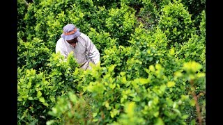 Colombia vive intenso debate sobre el consumo drogas ilícitas