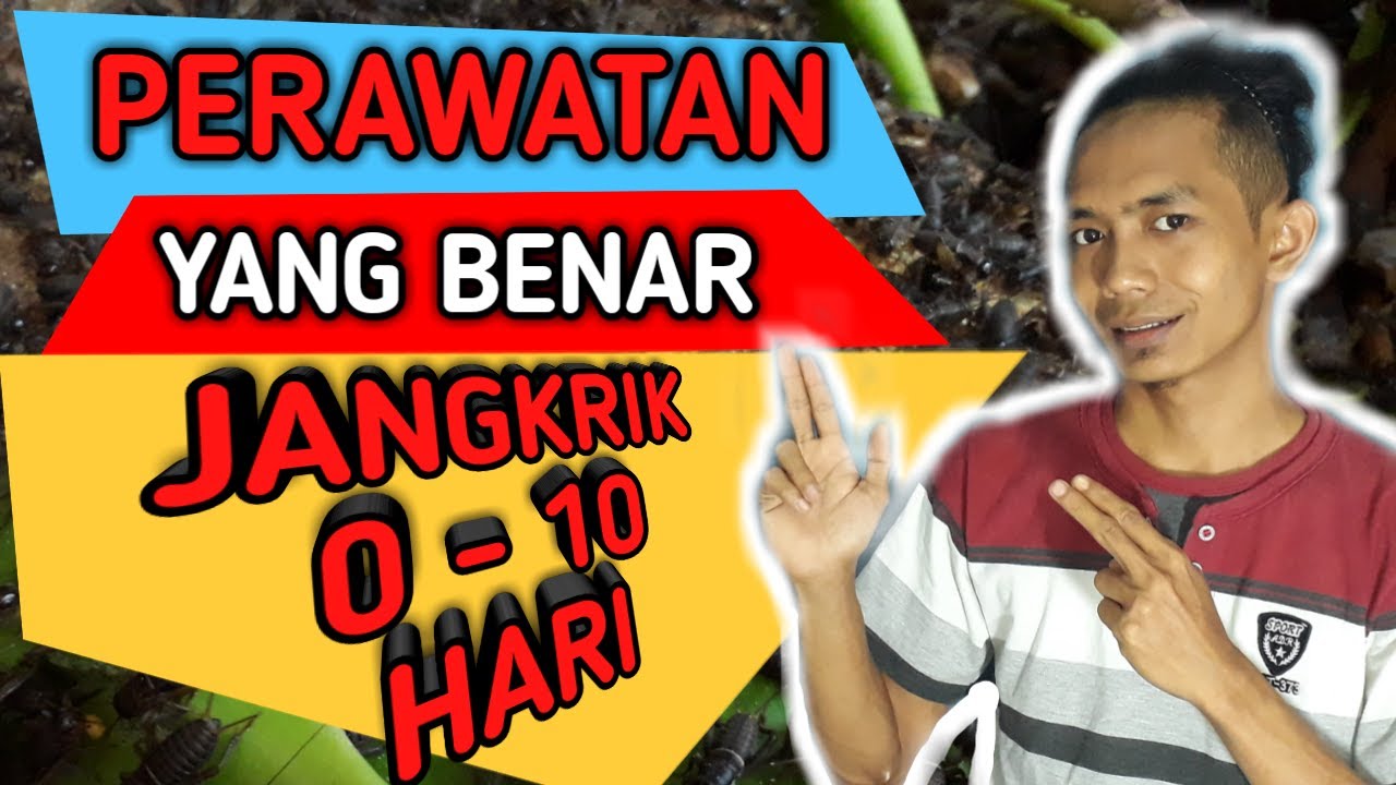 Cara merawat jangkrik usia 0 - 10 hari 
