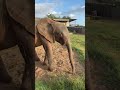 Baby Elephant Khanyisa &amp; Her Orphanage Family of Sheep, Dogs &amp; Humans ☀️