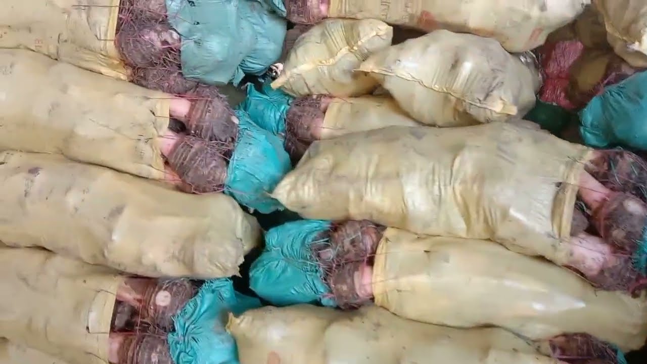 @بصراحة كده كتير مش حكاية يومين موسم أسعار الخضار غالية في سوق العبور #بكام.الفلفل البتنجان 