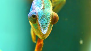 Colors Of The Chameleons- 4K30Fps Hdr Ultra Hd
