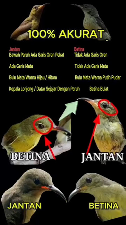 Cara bedakan burung Kolibri ninja ijoan jantan dan betina