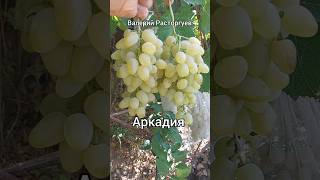 Виноград Аркадия, ранний с мускатом 31.08.25. Алматы #виноград #аркадия