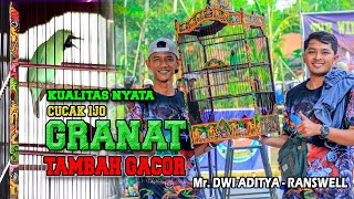 BOOUMM..‼️AKSI CUCAK IJO GRANAT - DWI ADITYA (RANSWELL DENIM) SANGGA BUANA REBORN screenshot 3