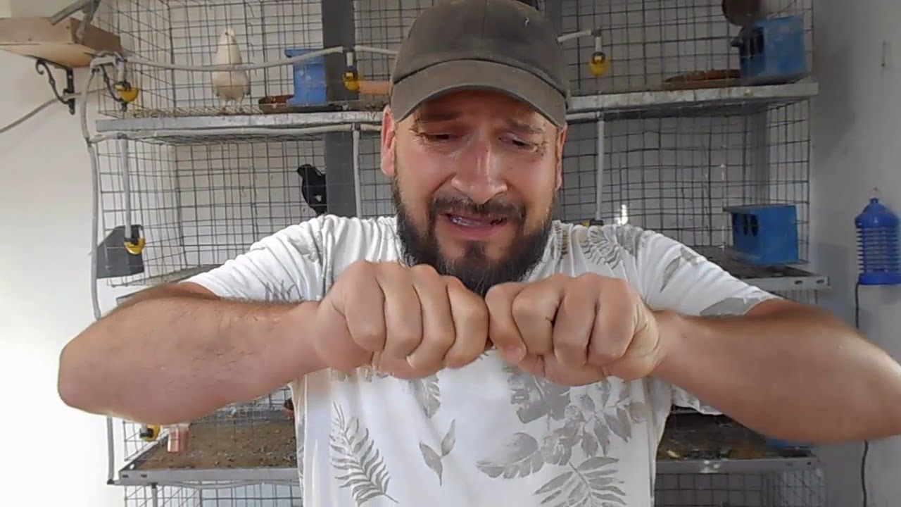 Como poner Anillas a Palomos Adultos