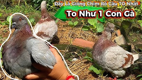 Đây Là Giống Chim Bồ Câu To Nhất – To Như Gà Và Đẹp Đến Kinh Ngạc!
