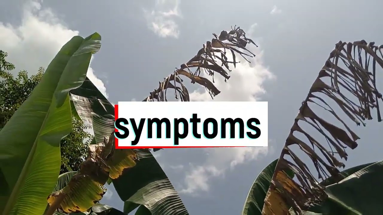 Symptoms Of Panama  Disease Of Banana/Plantain