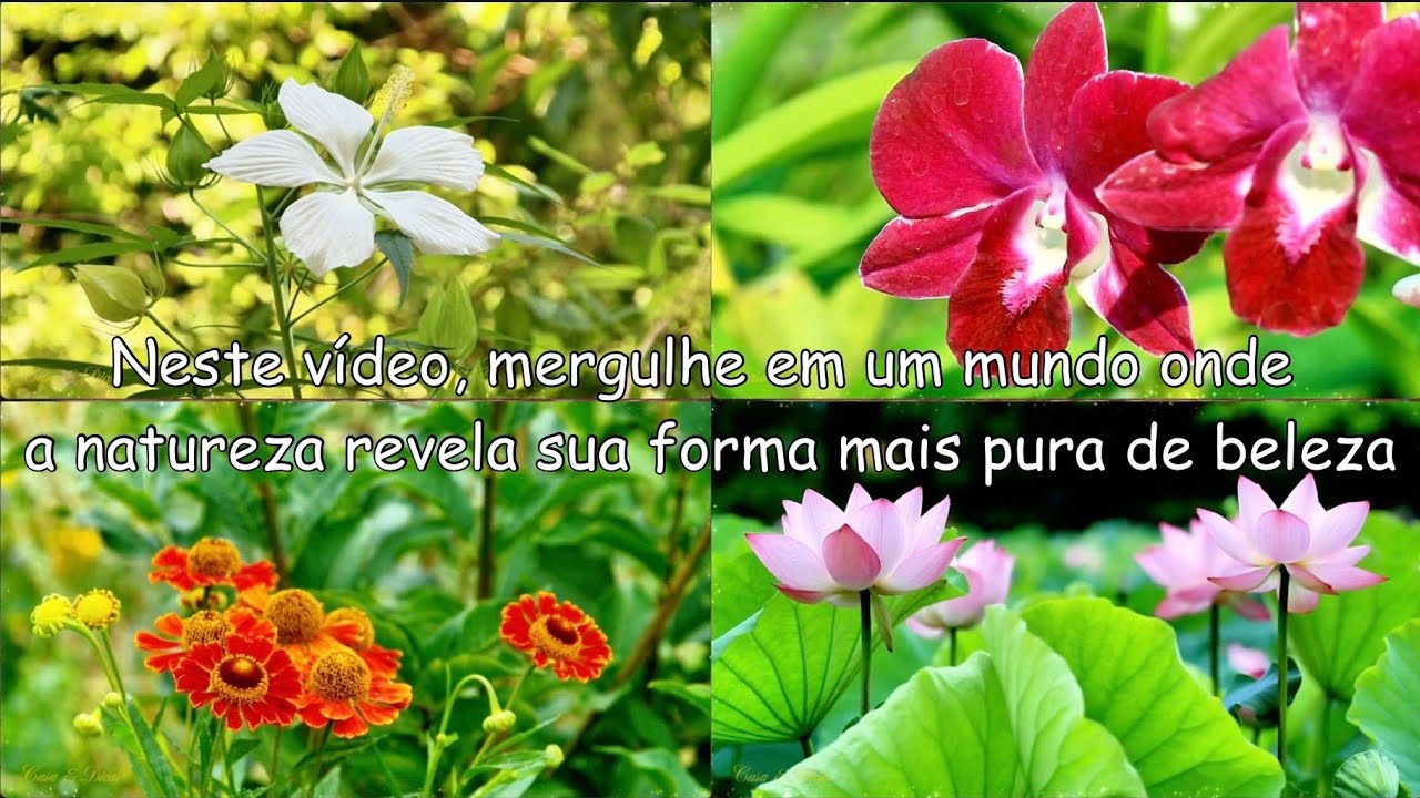 CADA FLOR É UM LEMBRETE DE QUE, MEMO NOS MOMENTOS SIMPLES, HÁ MAGIA SUFICIENTE PARA ILUMINAR O OLHAR