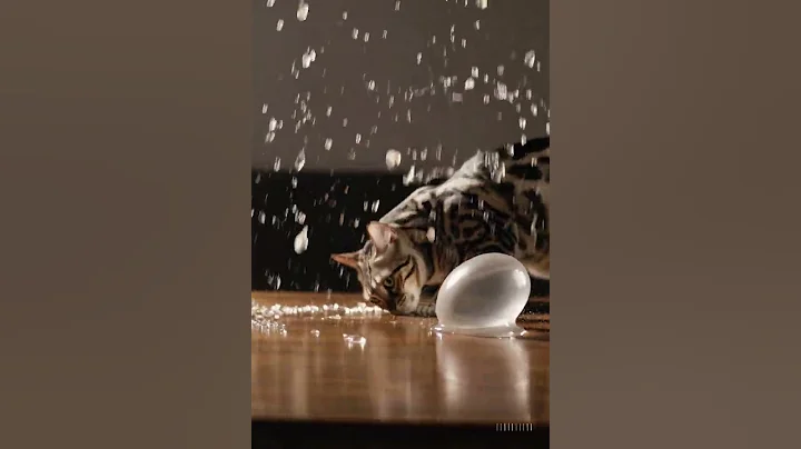 Watch the video about Squishy Egg Standoff—Bengal Cat Confused 😹🥚