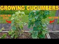 Your cucumber plants will die every time you make this mistake