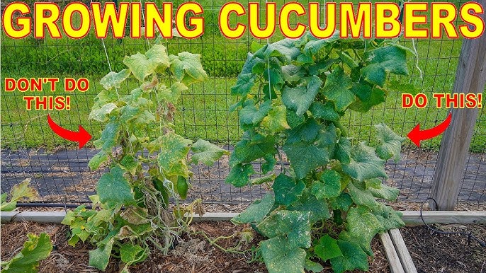 Trellis Basics Part 4: Strong Trellis for Cucumbers 