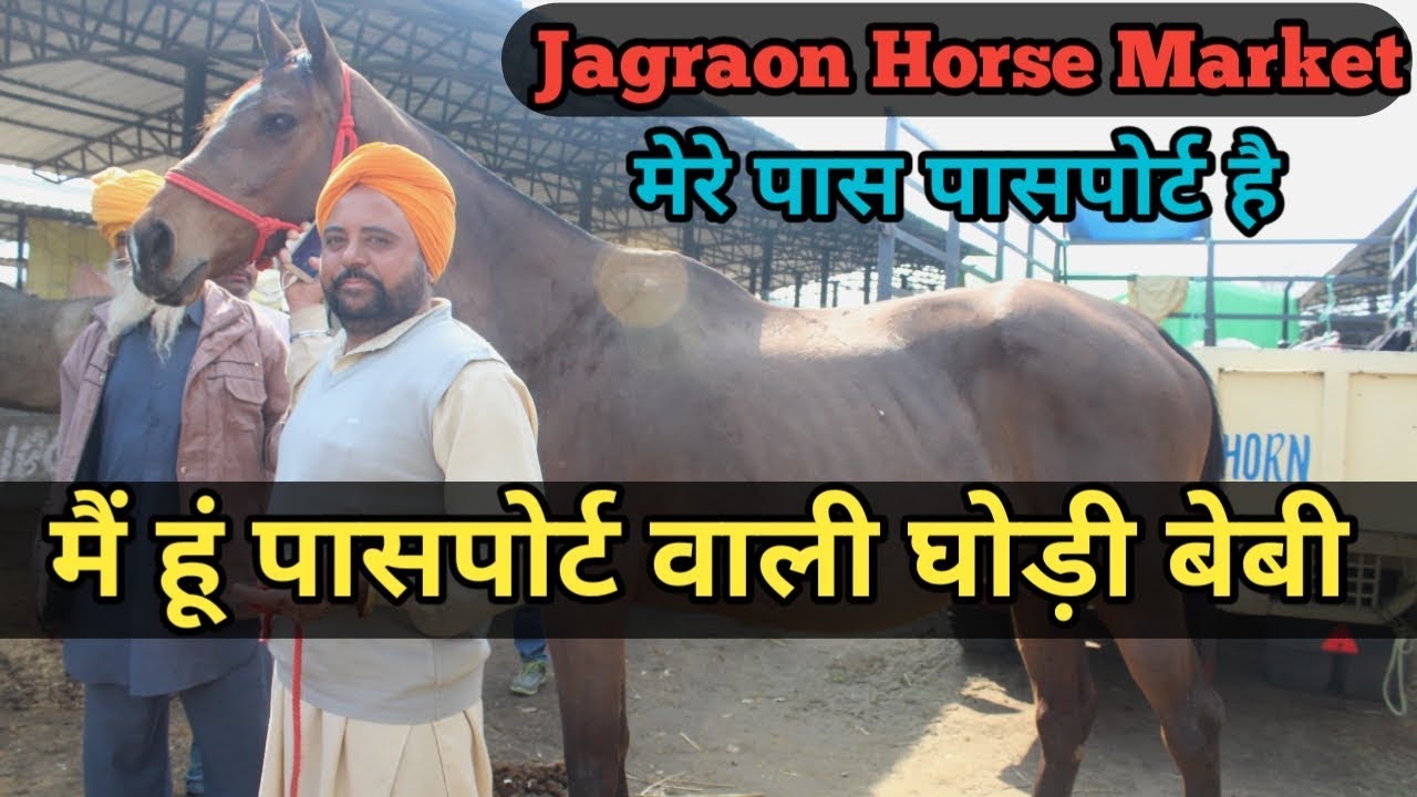 Jagraon horse market 2019लो जी यह व्यापारी तो मेले में लेकर आ गया