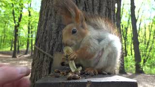 Ещё немного о Белке-строителе / A little more about Construction Squirrel