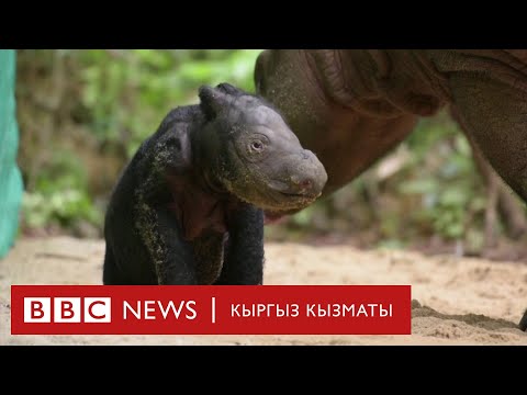 Video: Польшада бул сейрек кездешүүчү оорунун 30 гана учуру тастыкталган. 