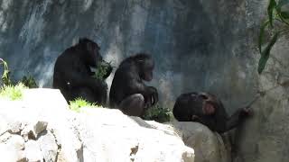 Los Angeles Zoo Chimpanzee Observation