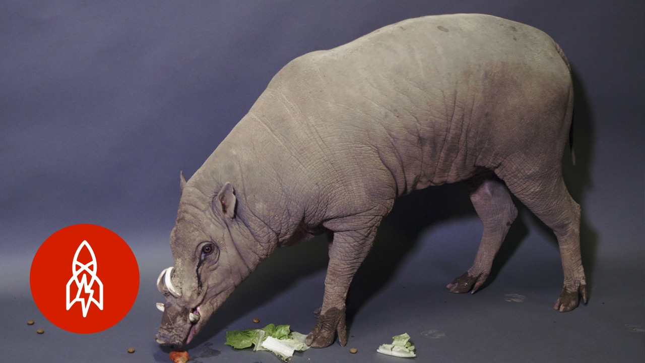 Meet A Wild Boar With A Terrific Tusk YouTube Meet A Wild Boar With A Terrific Tusk YouTube