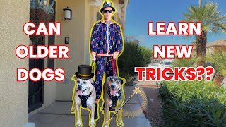 Are These 2 Dogs Just Too Old To Be Trained? by The Dog Daddy 15,345 views 13 days ago 21 minutes