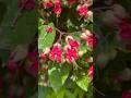 Red Bleeding Heart ♥️ #flowers #ytshorts #shortsfeed