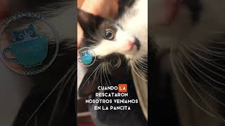 Los bebés de mamá Semi Feral ❤️ está en nuestra casa, antes de llegar al cat café #gatos #cat #neko