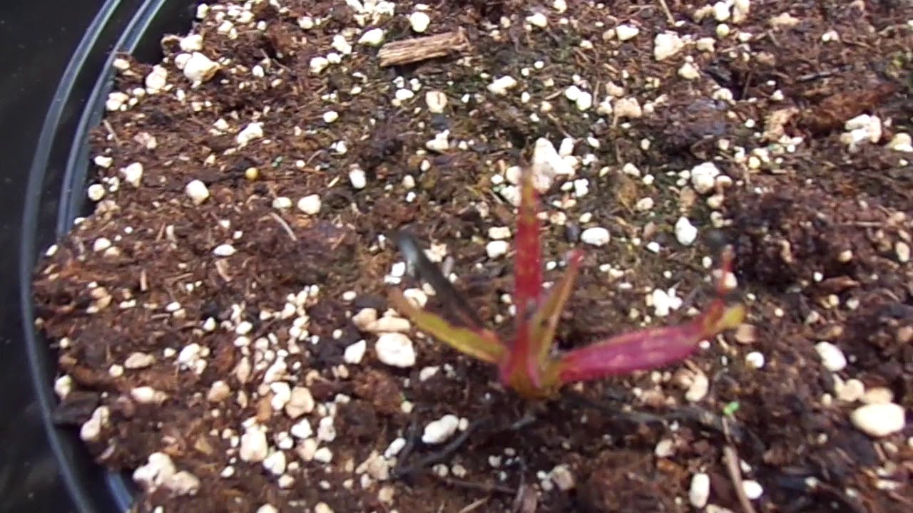 new strikes destiny 2 DCXL fly traps starting to grow fast at 8 weeks out of dormancy, just purchased drosera regia