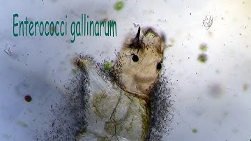 Enterococci breakfast