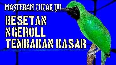 Ini Baru Masteran Cucak Ijo Mewah‼️Besetan & Roll Tembak Kasar Paling Dicari