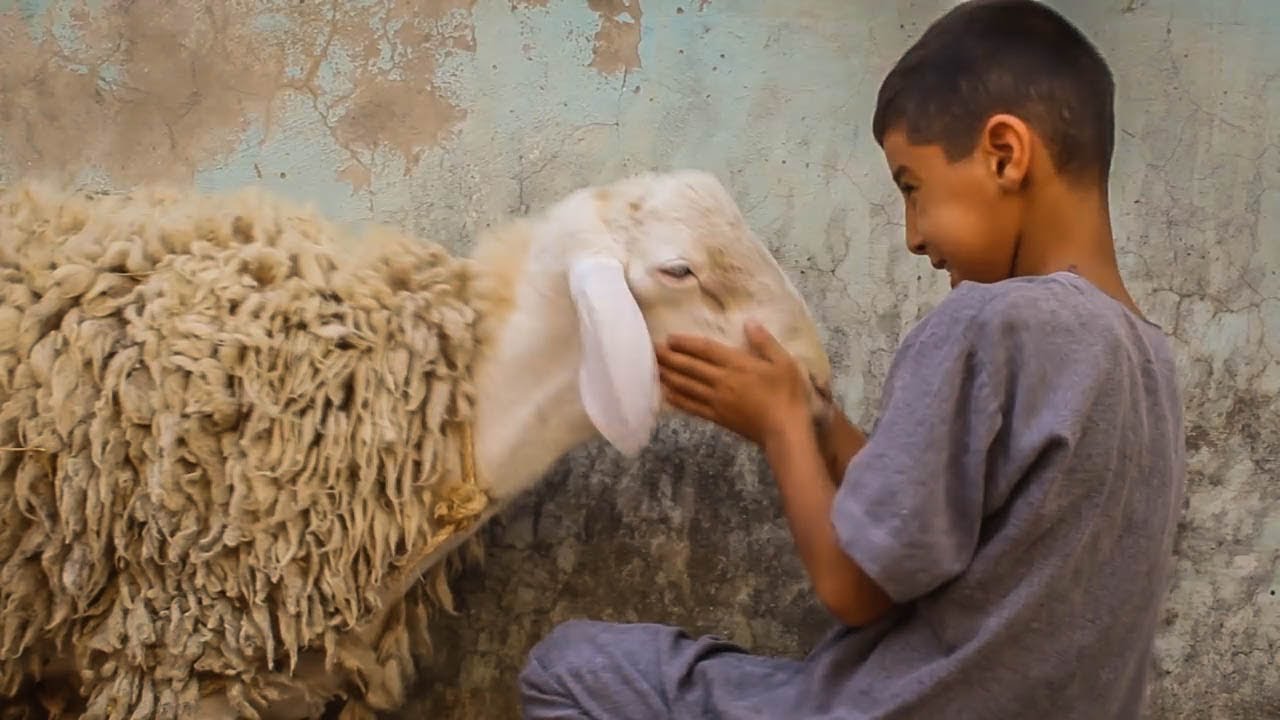 الفقير وخروف العيد اللهم لا تحرم فقيرا من فرحة العيد