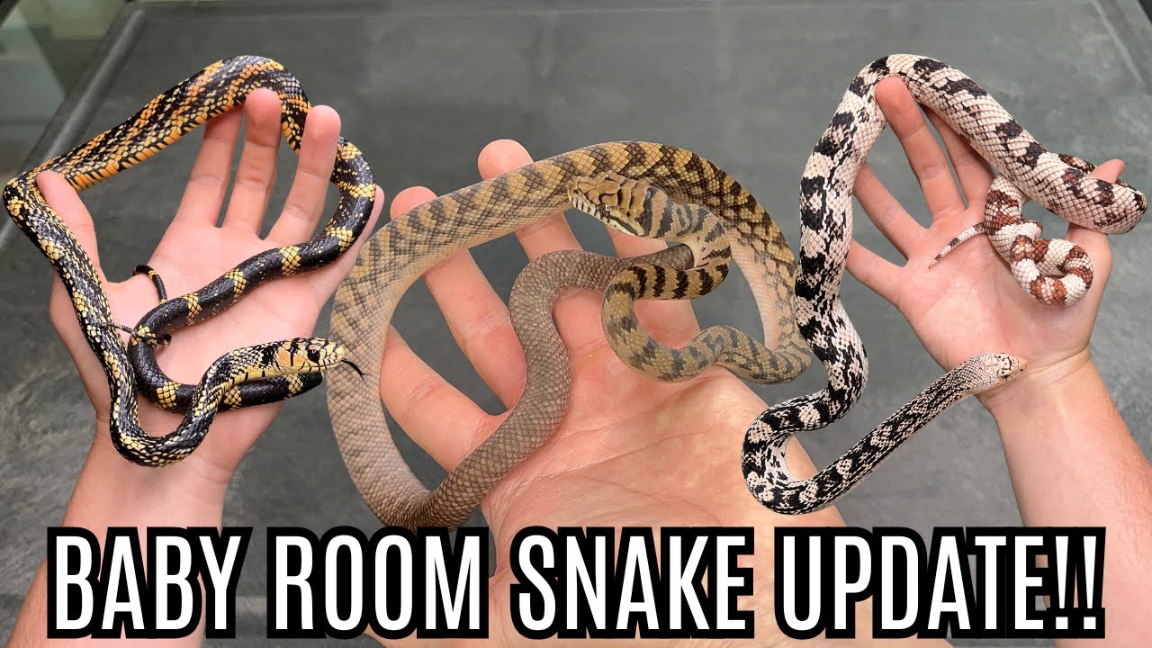 Экскурсия по комнате с маленькими змеями! Некоторые из моих лучших змей!