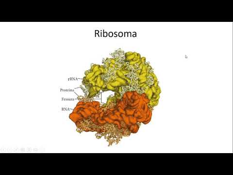 Video: Che cosa fanno i ribosomi che aspetto hanno?