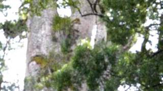 Bluff stream Kauri tree -Impressive!!